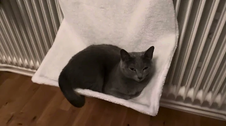 Video 11231271: siamese russian blue cats, pet russian blue cat