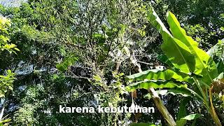 LAPORAN KEGIATAN PRAKTIKUM 2 MANDIRI SIMBIOSIS PARASITISME MODUL 1 LAPORAN KEGIATAN PRAKTIKUM 2 MANDIRI SIMBIOSIS PARASITISME MODUL 1