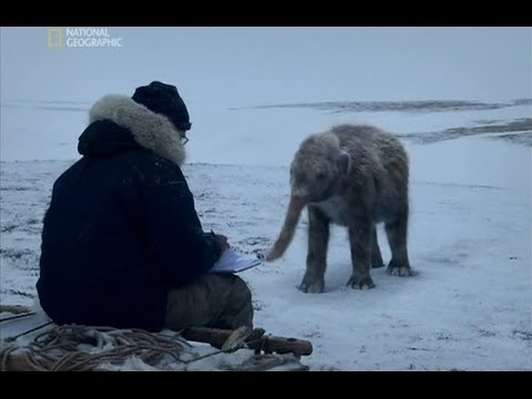 Сенсация! Ученные нашли Настоящего МАМОНТА в Леднике! Документальные фильмы, фильмы история