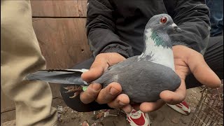 jama masjid kabootar market delhi 21/12/2025 kabutar market Delhi pigeons