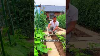 How to prevent diseases in May when it's hot and humid #VegetableGrowth