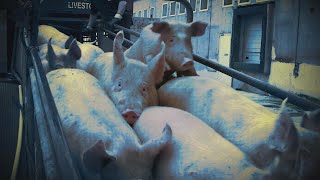 Dangerous New Pork Inspection Rules?