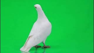 Green screen burung merpati|| green screen video