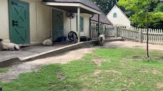 The Return Of Sheep Ba Sheep