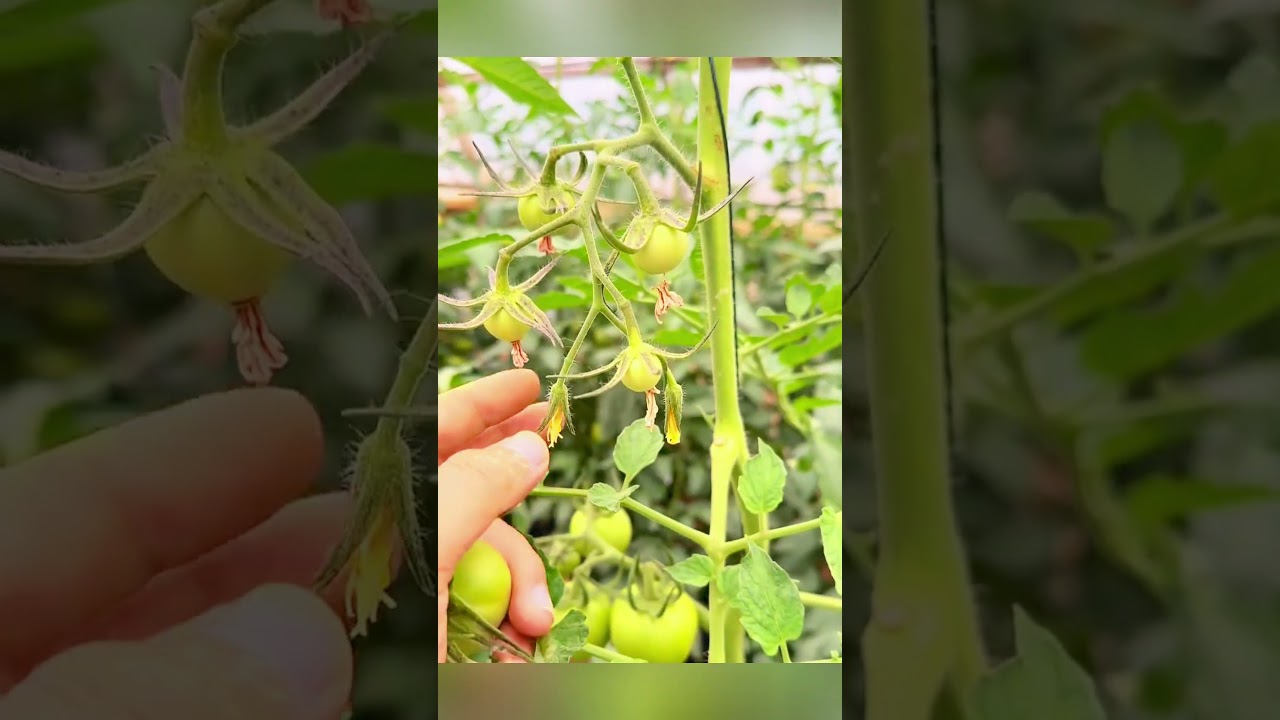 How to Thin Tomato Fruits for Bigger, Better Yields #TomatoGrowingTips #GardeningTips #GrowTomatoes