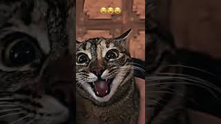 bro forget he is a cat 😂🐱 | #shorts #cats #funny