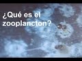 ¿Qué es el zooplancton?