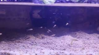 Alhamdulillah 16 ekor 2 albino 😘 ikan guppy screenshot 3