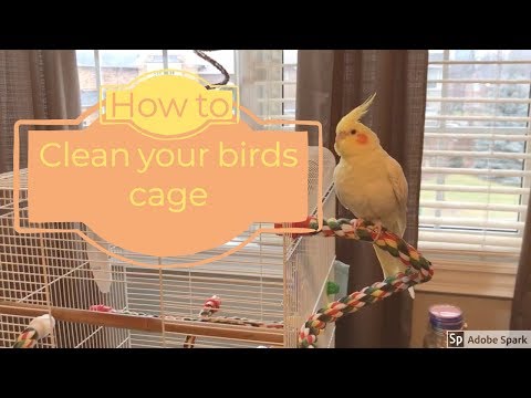 How to clean your birds cage