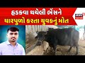 Banaskantha News: હડકવા થયેલી ભેંસને ચારપુળો કરતા યુવકનું મોત | Palanpur | Buffalo | News18 Gujarati