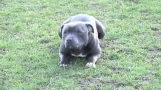 Blue Stud Dog Available Staffordshire Bull Terrier - 26 Champs