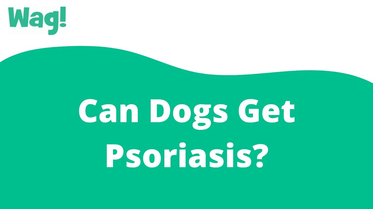 Can Dogs Get Psoriasis? Wag! YouTube