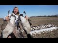 I Shot 2 Banded Honkers but was Forced to Give Them to My Clients...