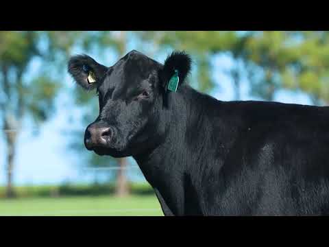 LOTE 38   TAT FIV 3955 F Angus