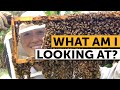How to read a frame inside a beehive  beekeeping made simple
