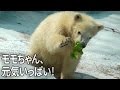 ホッキョクグマの赤ちゃん「モモ（百々）」とお母さんのバフィン(1) Baby Polar Bear at Tennoji Zoo