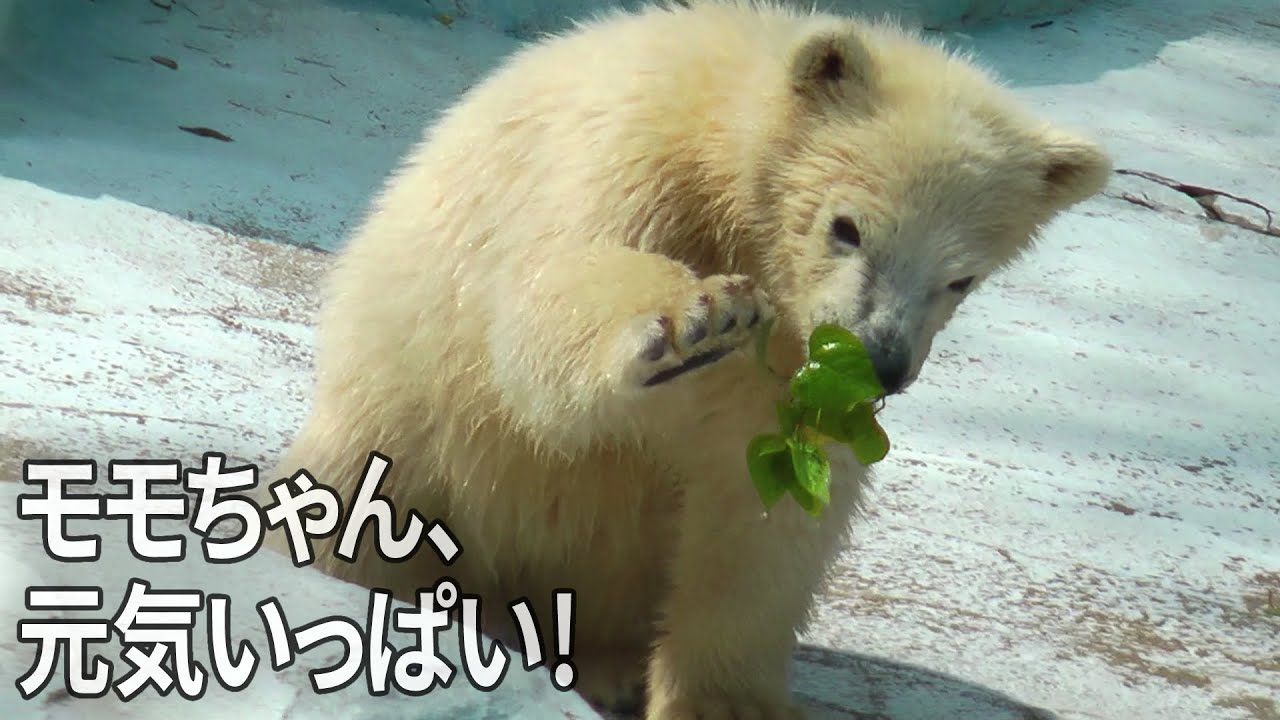 ホッキョクグマの赤ちゃん「モモ（百々）」とお母さんのバフィン(1
