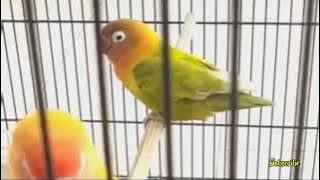 Masteran Lovebird Betina Konslet Durasi Panjang Isian Belalang Kecek