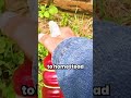 DIY Weed Killer That ACTUALLY Works 👀🌿 #diy #homesteadlife #gardenhacks #selfsufficiency