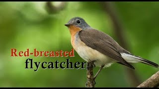 Red Breasted Flycatcher