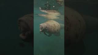 Manatee taking a Breath