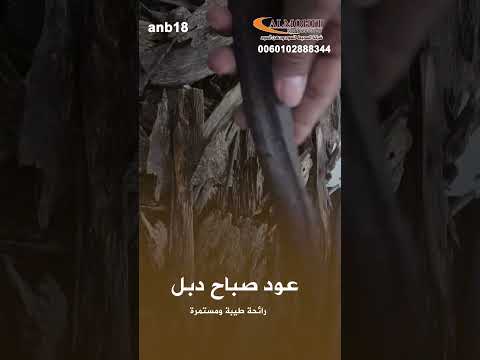 عود ماليزي صباح دبل عود دبل ماليزي صباح