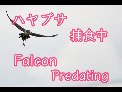 【石垣島動画野鳥図鑑】ハヤブサ シロハラクイナの頭を捕食！！ Falcon Predating  4K