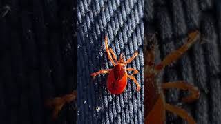 Macro Shots of Tick Crawling on Denim Fabric