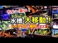 レイアウトを維持したまま水槽をどうやって移動したか!?【アクアリウム】