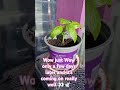 #cloning #basil #success #happy #lovegardening #results 🕊️👀😀🙏