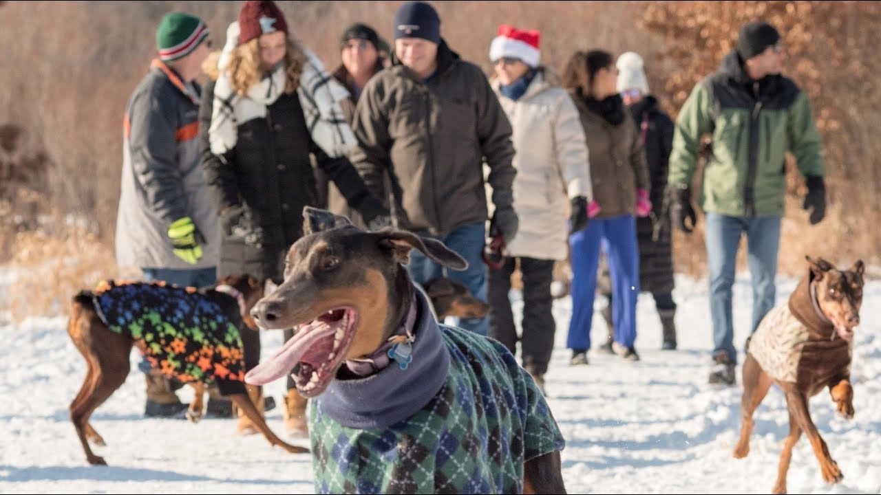 Doberman rescue kansas