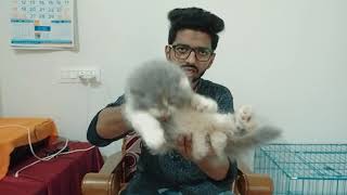 calico persian cat price in india | calico persian cat | calico persian cat price | persian cat