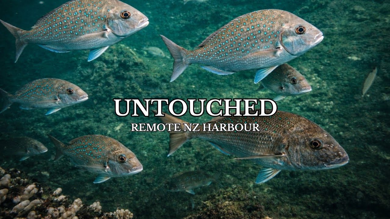 Spearfishing One of NZ’s Last Untouched Fisheries