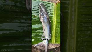शिंगाला फिश करी |SHINGALA FISH CURRY Recipe | Traditional Fish Curry Recipe Cooking in Village