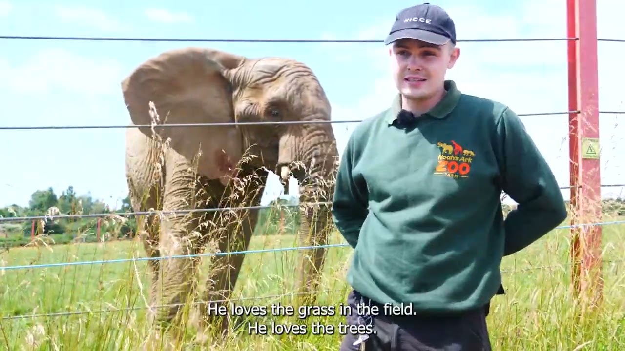 🎉🐘 Happy 18th Birthday Janu! 🐘🎉