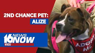 2nd Chance Pet: Alize
