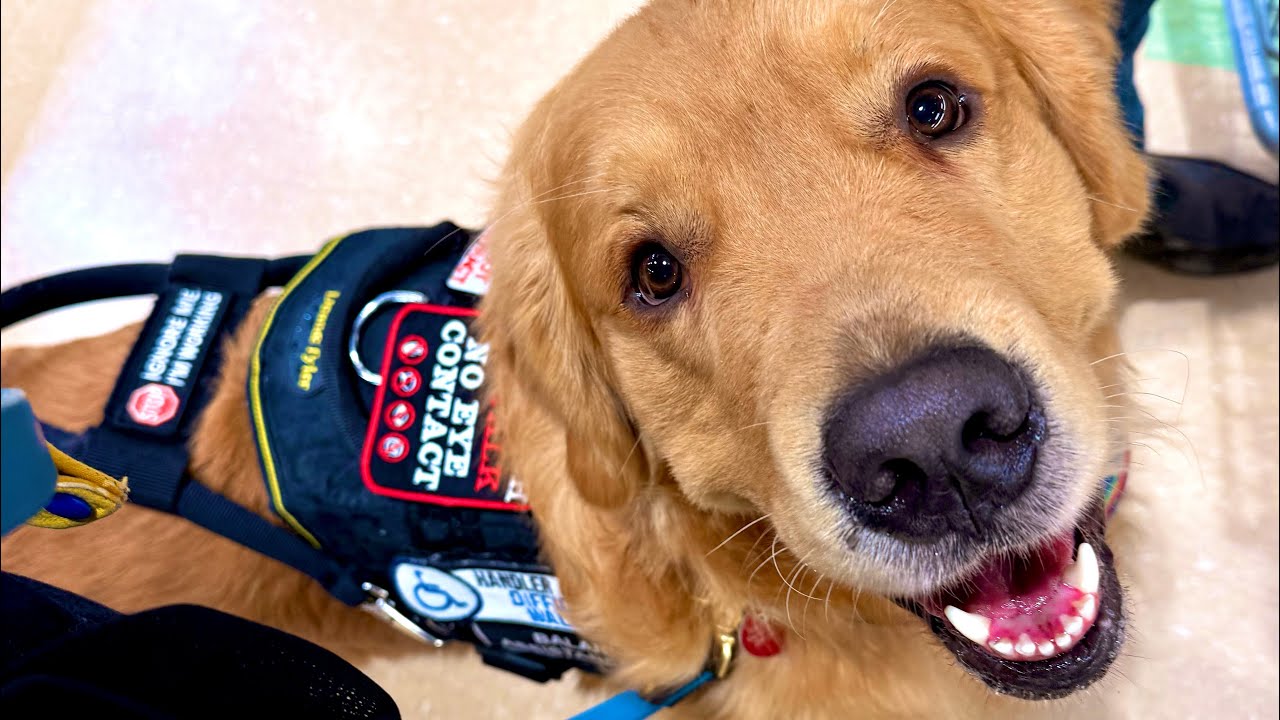 Service Dog Vlog| Injury/Hospital work