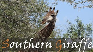 Southern Giraffes (Giraffa giraffa) Video In The Kruger National Park | Stories Of The Kruger