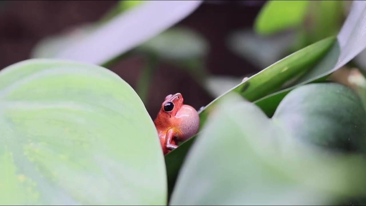 Oophaga pumilio "Almirante" calling