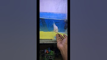 Platy Fish Monster attacks #music #lyrics #love #song #singer #fish