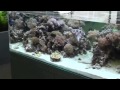 Show room hồ thủy sinh của Takashi Amano tại Nhật - Part 1