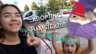 How To Adopt A Hamster I Adopted A Hamster From The Store? Watch This Before Buying A Hamster