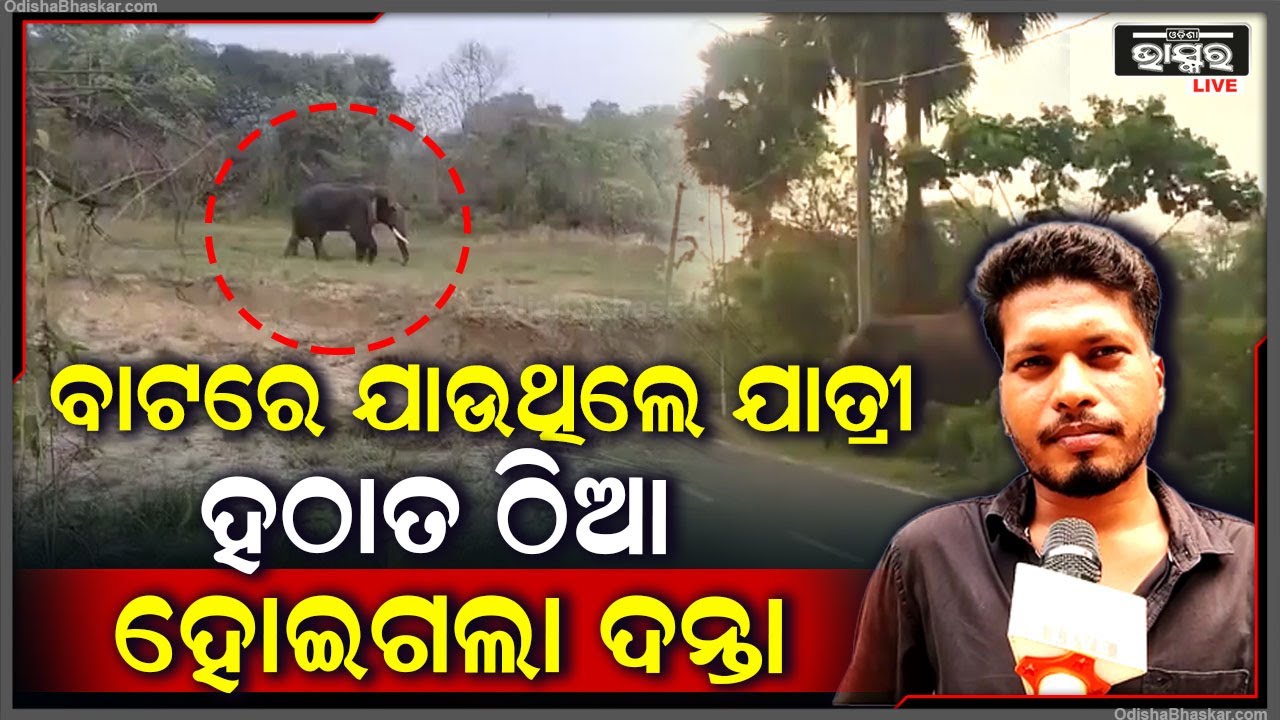 ବାଟରେ ଯାତ୍ରୀମାନେ ଯାଉଥିବା ସମୟରେ ହଠାତ ସାମ୍ନାରେ ଠିଆ ହୋଇଗଲା ଦନ୍ତା ହାତୀ  I