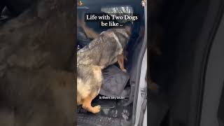 Pure unfiltered dog comedy #trending #epic #dogs #meme #funnydogs