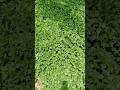 "All are green☘️🌿"#greenerynature#shortsvideo#viral#