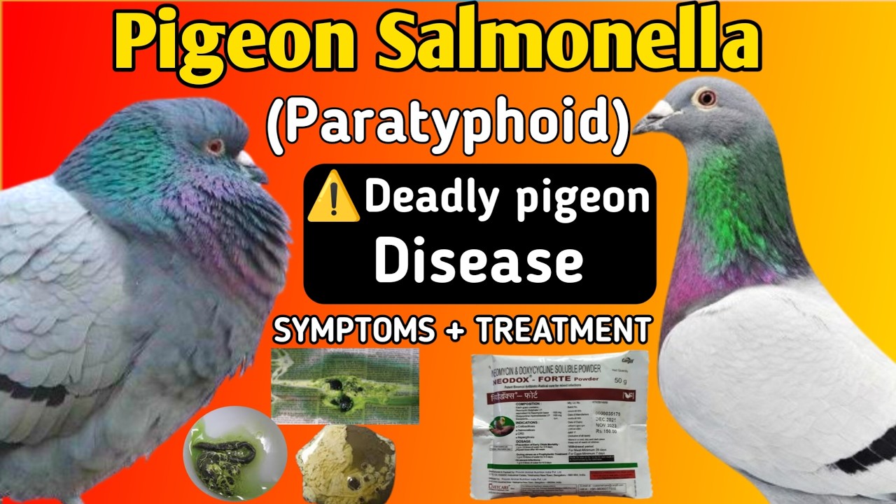 Pigeon Disease Alert 🚨 | Paratyphoid (Salmonella) Symptoms & Treatment Guide