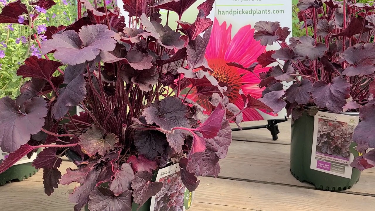Heuchera Northern Exposure™ 'Black' (Coral Bells) // Dark Foliage Bred for the COLDER Localities