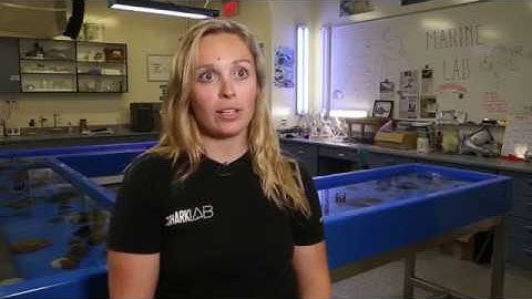 The Shark Lab at CSU Long Beach: Master