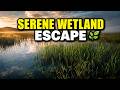 2 Hour Swaying Reeds Wetland Pure Escape | 75 BPM Chillhop 🌿 No Lyrics