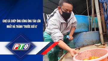 CHỢ CÁ CHÉP ÔNG CÔNG ÔNG TÁO LỚN NHẤT HÀ THÀNH ‘TRƯỚC GIỜ G’ | PTQ
